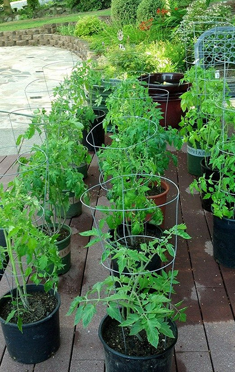garden2