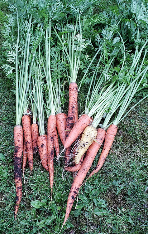 garden6
