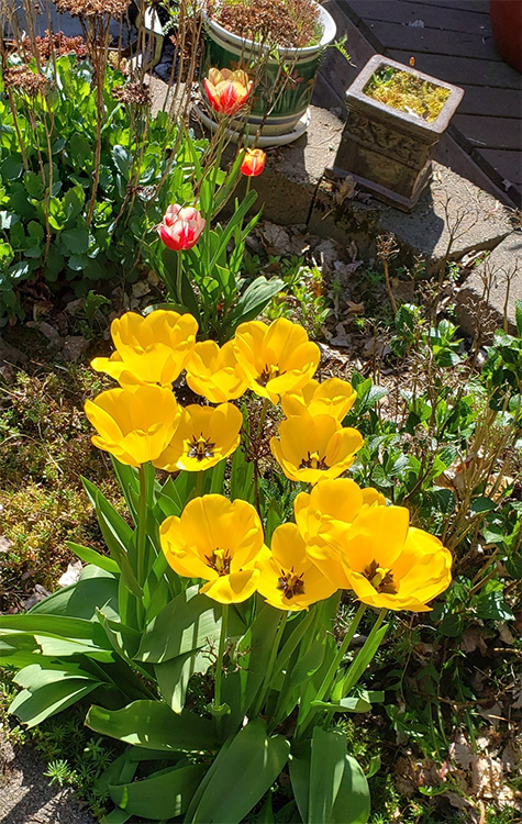garden9